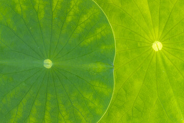 Leaves of Lotus (Nelumbo nucifera)