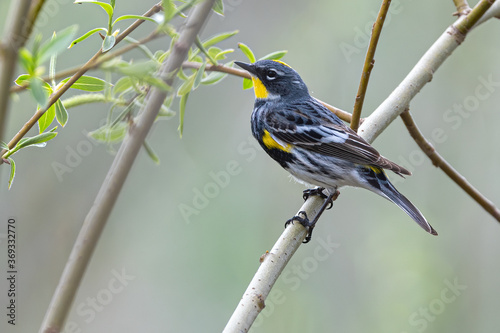 Cuadros en Lienzo Yellow-rumped Warbler (Setophaga coronata) Perching on a Tree