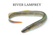 lamprey river, isolated white background, freshwater fish species of predator family of jawless minarovich, copyspace, photo books and postcards