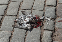 The Problem Of Sick And Dead Pigeons In Major Cities Of The World. Pigeons Die From Starvation, Chemicals, And Pets.