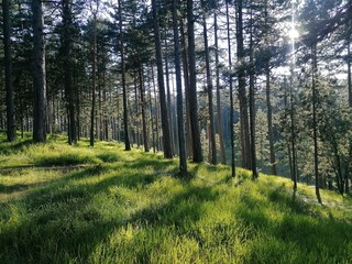  trees in the forest