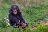 Fototapeta Zwierzęta - Young chimp in Sweetwaters, Kenya, Africa