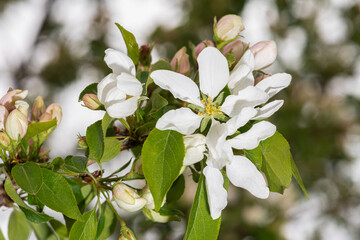 Wall Mural - Flowers of Crabapple (Malus 'Spring Snow)