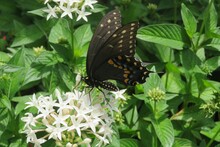Beautiful Black Swallowtail Butterfly On A White Flowers