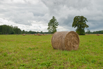 a round sheaf of hay on a summer field, in the background a forest and gray clouds