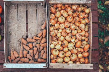 Few ripe small dirty carrots, a lot of onions are in full shabby wooden plank container box on brown table.Summer, autumn season lean poor,bad harvest.Countryside farm,foliage.Coronavirus food crisis