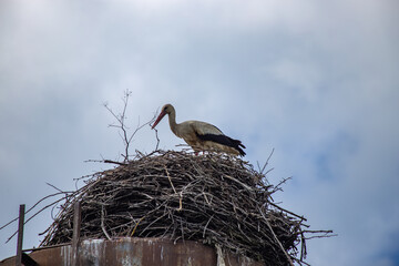 White stork in the nest made from twigs