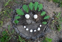 A Smile Made Of Mushrooms On A Stump With Hair Made Of Oak Leaves. Mushrooms Common Puffball (Lycoperdon Perlatum)