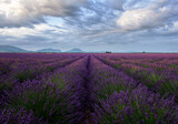 Fototapeta Krajobraz - lavender field with cloudy sky