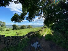 Large Old Tree, Overhanging A Large Puddle Of Water, Next To A Stone Wall, With An Extensive View Over, Fields And Meadows Near, Timble, Otley, UK