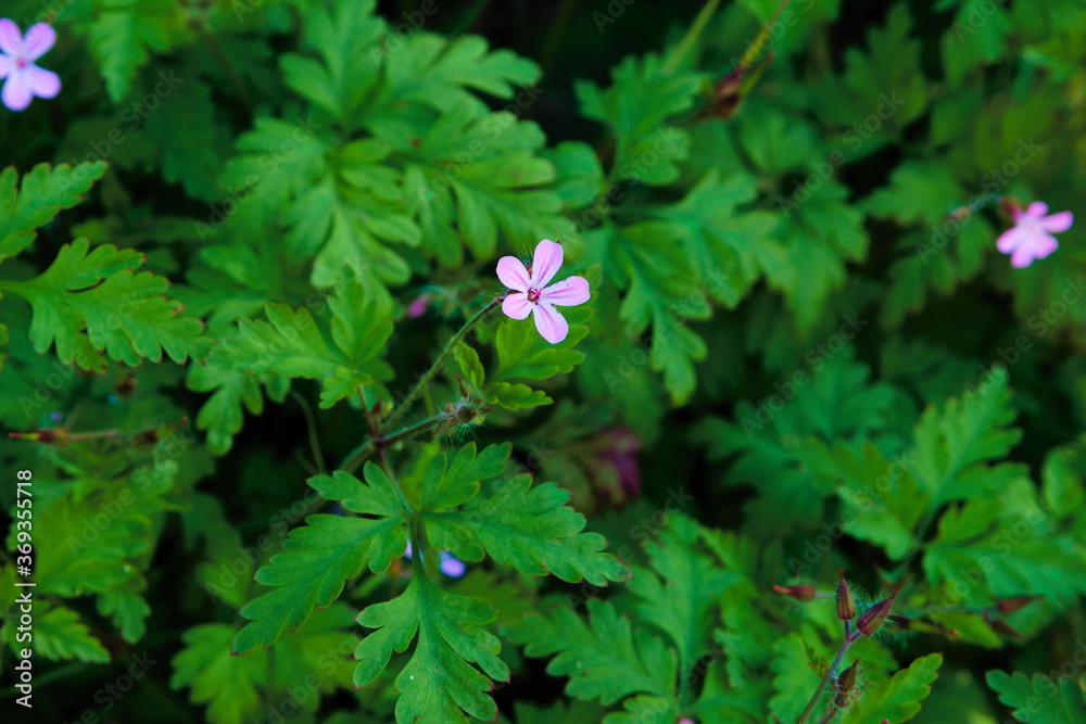 Beautiful violet, pink flower commonly known as Herb-Robert, Red Robin ...