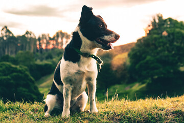 Young border Jack in the evening 