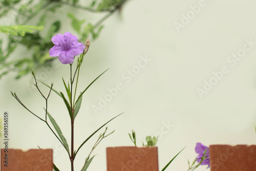 Ruellia Tuberosa Flowers At The Edge Of The Fence Leave Blank Space In Vintage Style Buy This Stock Photo And Explore Similar Images At Adobe Stock Adobe Stock