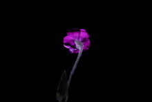 Back View Of A Purple Flower Rose Campion  On A Black Background, Also Know As Dusty Miller,  Mullein-pink  Scientific Name Silene Coronaria
