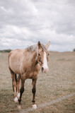 Fototapeta Konie - Majestic red horse runs trot towards the camera, nature background