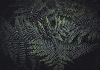  Close up of a fern / beautiful green leaves, dark moody image, abstract pattern. Covers whole screen, perfect for backgrounds.