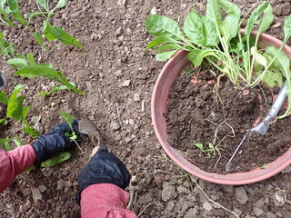 young woman planting a tomato seedling