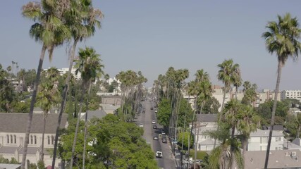 Wall Mural - Aerial, drone flying between palm trees over West Hollywood in California