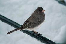 Dark Eyed Junco Bird Perched On Rail With Snow, Winter Scene