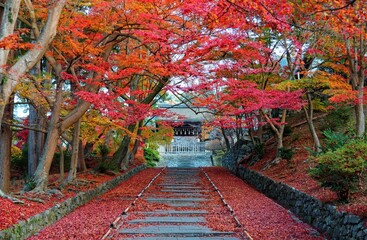 Wall Mural - Scenery of fiery maple trees at entrance (Sandou) to Bishamon Hall (Bishamondo), a famous Buddhist temple in Kyoto, with colorful foliage by the stairway and red fallen leaves covering the steps