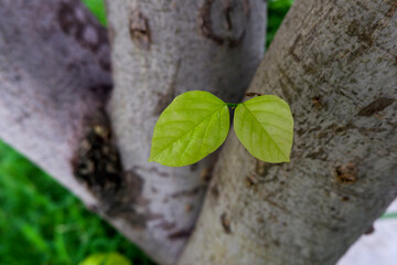 closeup shot of two little fresh leaves growing on his trunk