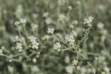 Wall Mural - Flowering in white are Raceme inflorescences of Narrowleaf Sandpaper, Petalonyx Thurberi, Loasaceae, native perennial subshrub in the margins of Twentynine Palms, Southern Mojave Desert, Springtime.