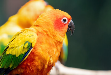 Wall Mural - Close up Sun Conure Parrot Perched on Branch Isolated on Background