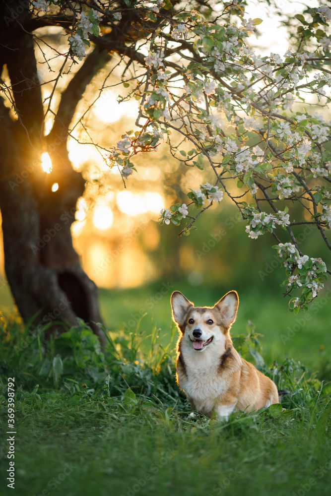 dog portrait in nature. red and white Welsh corgi pembroke sitting by an apple tree at sunset. Active pet outdoors - obrazy, fototapety, plakaty 