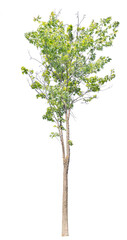 green summer maple tree with partly bare branches