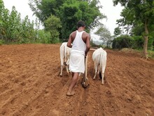 View Of Two Oxen And The Farmer, Cultivator Ploughing Or Plowing His Land With The Plow. Farmer Using Oxen For Working In The Field, Indian Farming Scene. Beautiful View Of Indian  Traditional Farming
