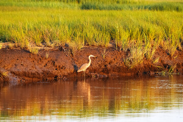 Poster - A Great Blue Heron along the Banks of Marsh