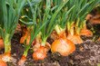 © Inga - onion plantation in the vegetable garden agriculture
