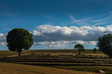 straw  in field in rustic countryside  waiting to be rolled into bales ,with blue skys , Lozere France.