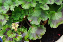 Green Geranium Leaves And Flower Buds.