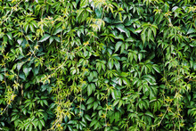 Climber Plant Background. Creeper Plant Texture. Gedge Bush Pattern. Green Natural Summer Wall. Home Outdoor Decoration.