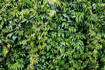 Canvas Print - Climber plant background. Creeper plant texture. Gedge bush pattern. Green natural summer wall. Home outdoor decoration.