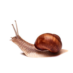 Snail on a white background. Isolated.