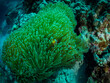 Soft coral and nemo fish, underwater photo, Philippines.