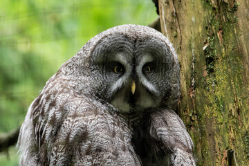 Owl sitting by a tree