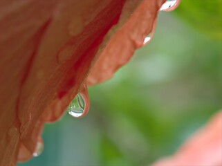 Closeup red petals of hibiscus flower in garden with water drops and green blurred background ,macro image ,sweet color for card design ,soft fous