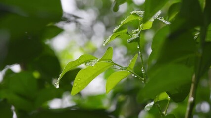 Wall Mural - Leaf with drop of rain water with green background.