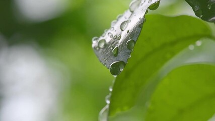 Wall Mural - leaf with drop of rain water with green background.