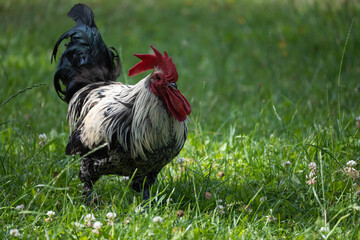 colorful rooster standing on the grass