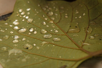 green leaf with water drops, nature background