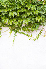 Wall Mural - Ivy on the white wall beside the road.