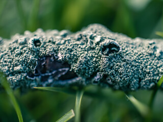 Lichen on a branch