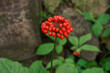 Wild root ginseng with berries. A close up of the most famous medicinal plant ginseng (Panax ginseng).