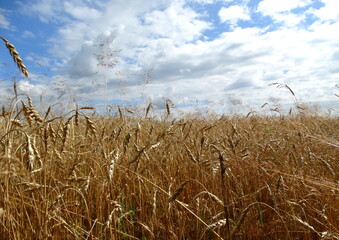 Golden field