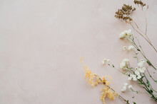 Twigs Of Dried Flowers On Pastel Pink Backdrop. Copy Space.