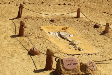 Object of fossil and desert in the exhibition display of wadi hitan Unison world heritage site at Al Fayoum, Egypt.